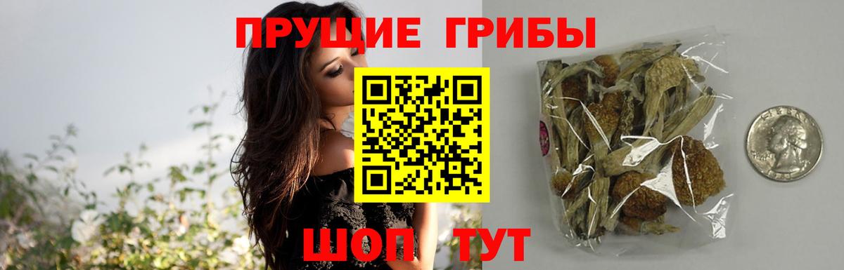 Калининград  Галлюциногенные грибы Psilocybine cubensis  Вход с VPN 